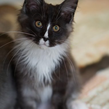 Kitten 2