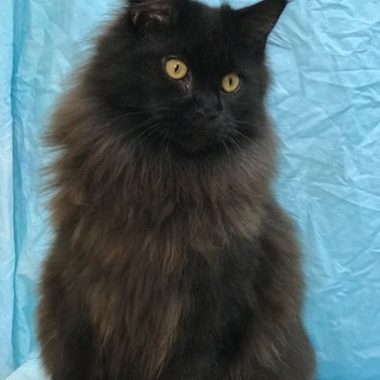 Kitten 3