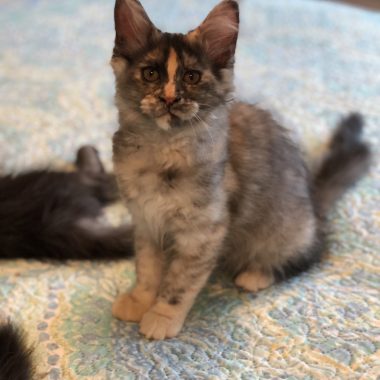 Kitten 3