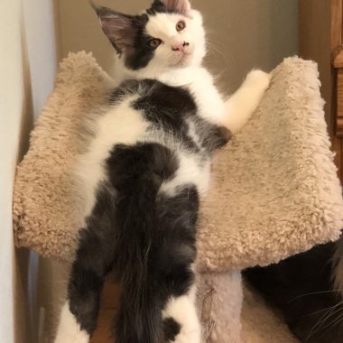 Kitten 2