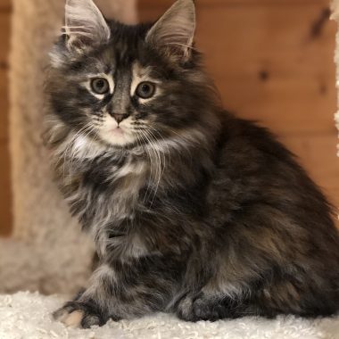 Kitten 3