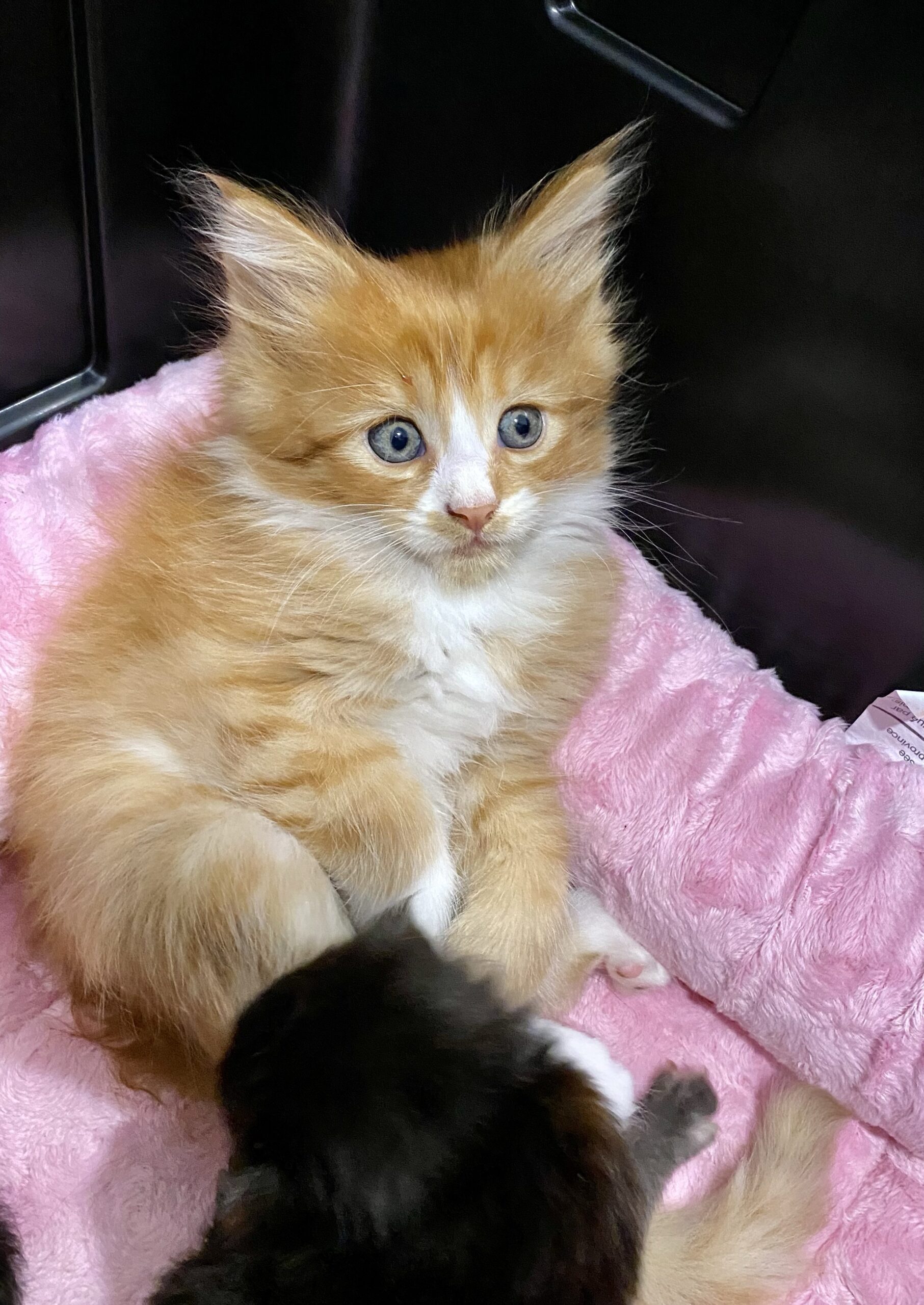 LegendTales Maine Coon Kitten Gilbert Arizona