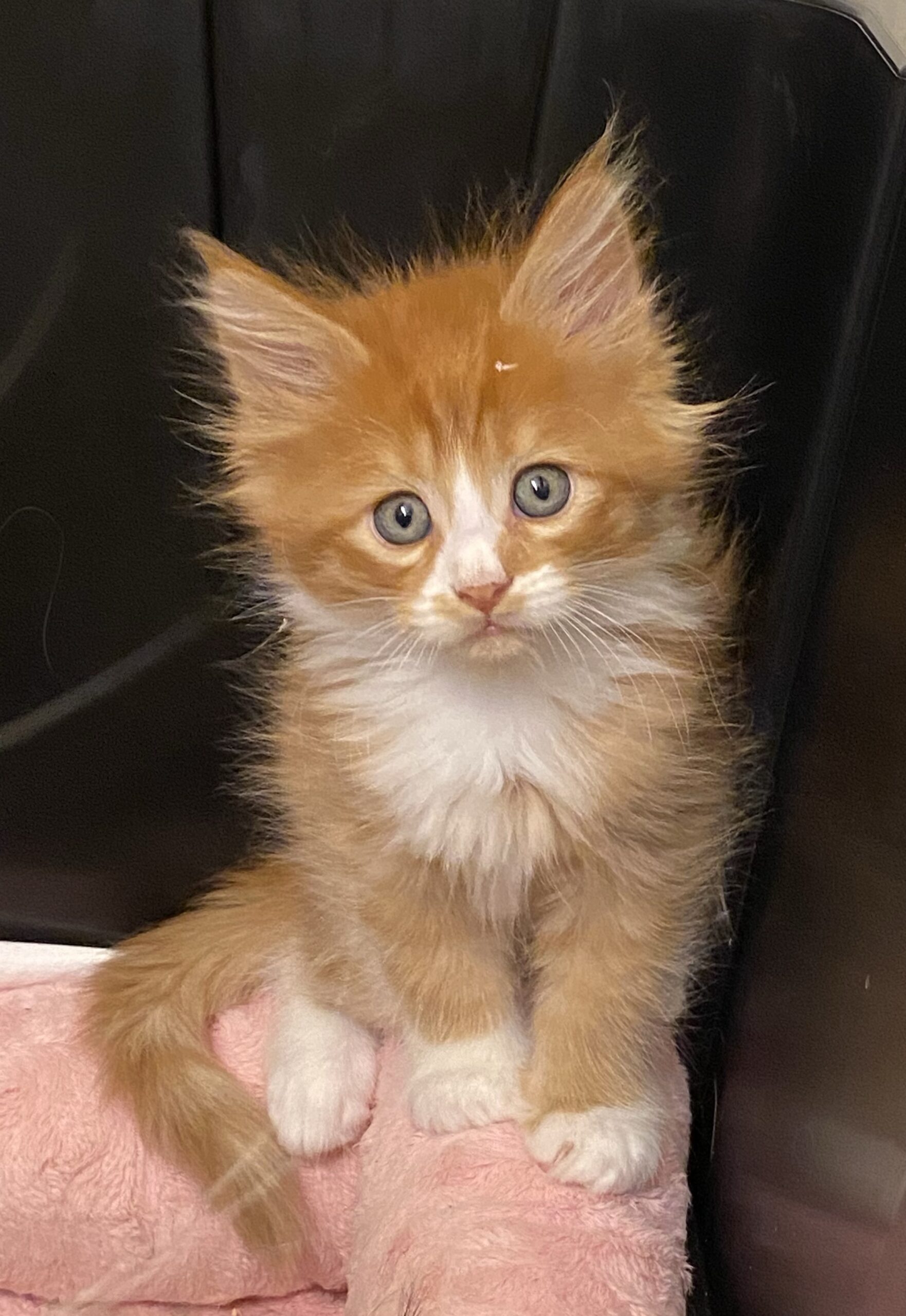 LegendTales Maine Coon Kitten Gilbert Arizona
