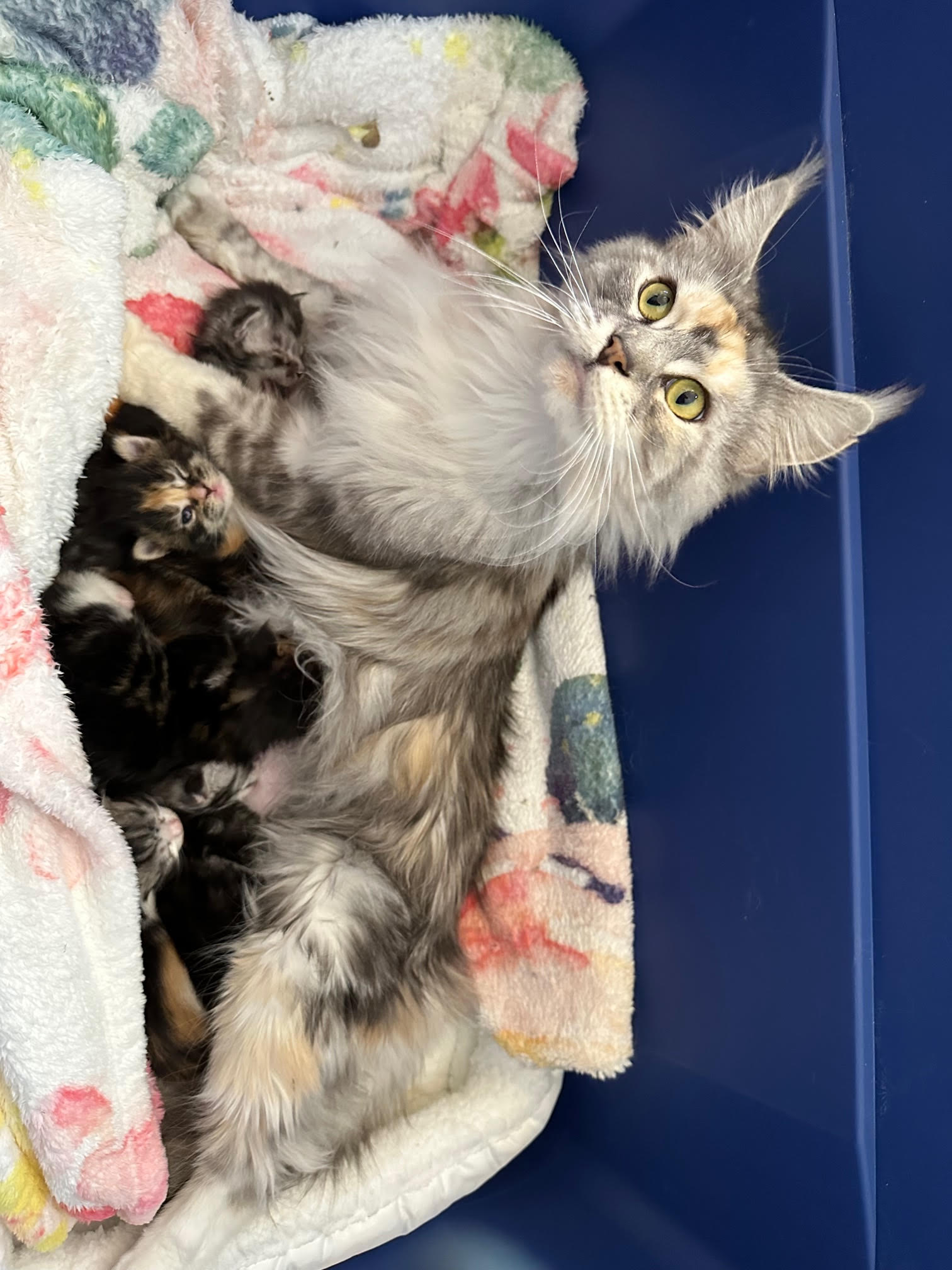 LegendTales Maine Coon Kitten Gilbert Arizona