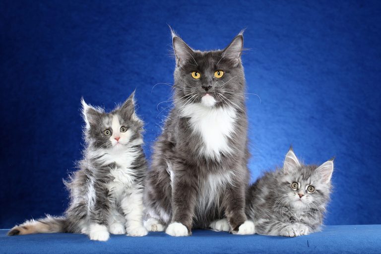 LegendTales Maine Coon Kitten Gilbert Arizona