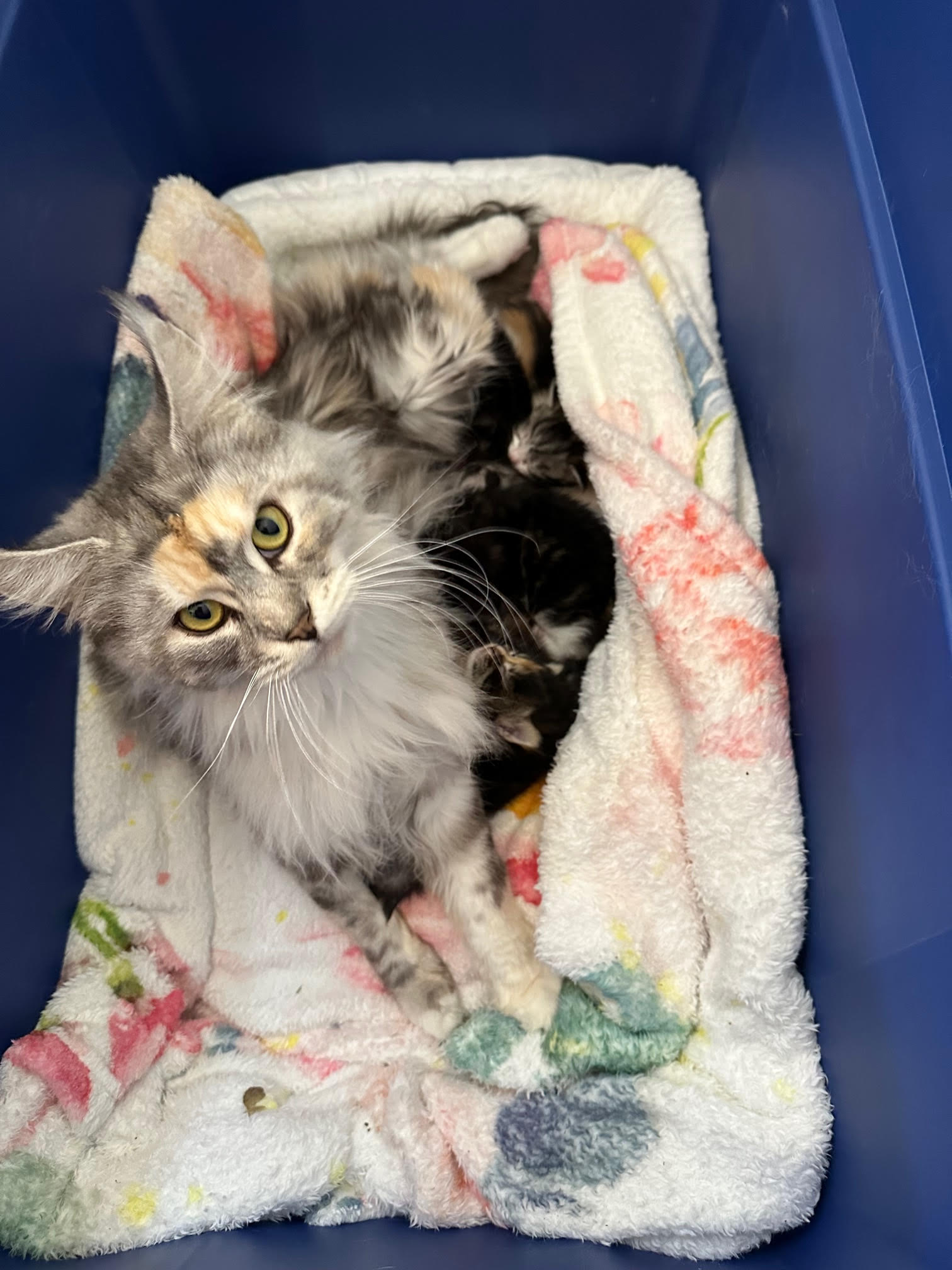 LegendTales Maine Coon Kitten Gilbert Arizona